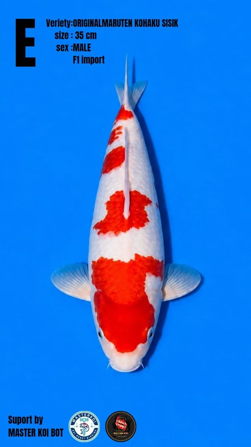 Lelang Koi Online, Jual Beli Ikan Koi, Pusat Jual Beli Koi, Info Lelang Koi Hari Ini, Platform Jual Beli Koi, Jual Beli Ikan Koi Online, Marketplace Ikan Koi, Jual Koi Terbaik, Tempat Beli Koi Berkualitas, Pasar Ikan Koi Online Terpercaya, Penjual Ikan Koi Terpercaya, Beli Koi Hias Online, Ikan Koi untuk Dijual, Koi Kualitas Terbaik, Toko Online Ikan Koi, Koi Hias Untuk Dijual, Jual Beli Ikan Koi Lokal, Koi Indonesia Online, Pusat Jual Beli Koi Terbesar