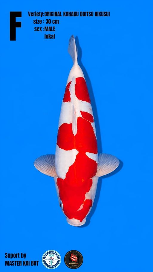 Lelang Koi Online, Jual Beli Ikan Koi, Pusat Jual Beli Koi, Info Lelang Koi Hari Ini, Platform Jual Beli Koi, Jual Beli Ikan Koi Online, Marketplace Ikan Koi, Jual Koi Terbaik, Tempat Beli Koi Berkualitas, Pasar Ikan Koi Online Terpercaya, Penjual Ikan Koi Terpercaya, Beli Koi Hias Online, Ikan Koi untuk Dijual, Koi Kualitas Terbaik, Toko Online Ikan Koi, Koi Hias Untuk Dijual, Jual Beli Ikan Koi Lokal, Koi Indonesia Online, Pusat Jual Beli Koi Terbesar