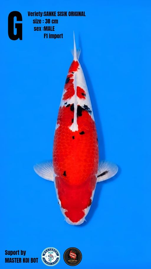 Lelang Koi Online, Jual Beli Ikan Koi, Pusat Jual Beli Koi, Info Lelang Koi Hari Ini, Platform Jual Beli Koi, Jual Beli Ikan Koi Online, Marketplace Ikan Koi, Jual Koi Terbaik, Tempat Beli Koi Berkualitas, Pasar Ikan Koi Online Terpercaya, Penjual Ikan Koi Terpercaya, Beli Koi Hias Online, Ikan Koi untuk Dijual, Koi Kualitas Terbaik, Toko Online Ikan Koi, Koi Hias Untuk Dijual, Jual Beli Ikan Koi Lokal, Koi Indonesia Online, Pusat Jual Beli Koi Terbesar