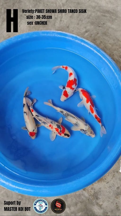 Lelang Koi Online, Jual Beli Ikan Koi, Pusat Jual Beli Koi, Info Lelang Koi Hari Ini, Platform Jual Beli Koi, Jual Beli Ikan Koi Online, Marketplace Ikan Koi, Jual Koi Terbaik, Tempat Beli Koi Berkualitas, Pasar Ikan Koi Online Terpercaya, Penjual Ikan Koi Terpercaya, Beli Koi Hias Online, Ikan Koi untuk Dijual, Koi Kualitas Terbaik, Toko Online Ikan Koi, Koi Hias Untuk Dijual, Jual Beli Ikan Koi Lokal, Koi Indonesia Online, Pusat Jual Beli Koi Terbesar