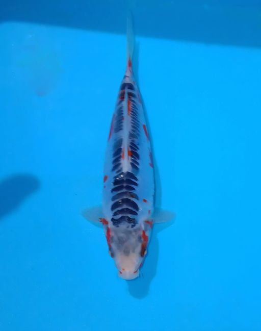 Lelang Koi Online, Jual Beli Ikan Koi, Pusat Jual Beli Koi, Info Lelang Koi Hari Ini, Platform Jual Beli Koi, Jual Beli Ikan Koi Online, Marketplace Ikan Koi, Jual Koi Terbaik, Tempat Beli Koi Berkualitas, Pasar Ikan Koi Online Terpercaya, Penjual Ikan Koi Terpercaya, Beli Koi Hias Online, Ikan Koi untuk Dijual, Koi Kualitas Terbaik, Toko Online Ikan Koi, Koi Hias Untuk Dijual, Jual Beli Ikan Koi Lokal, Koi Indonesia Online, Pusat Jual Beli Koi Terbesar