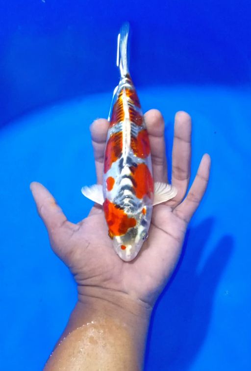 Lelang Koi Online, Jual Beli Ikan Koi, Pusat Jual Beli Koi, Info Lelang Koi Hari Ini, Platform Jual Beli Koi, Jual Beli Ikan Koi Online, Marketplace Ikan Koi, Jual Koi Terbaik, Tempat Beli Koi Berkualitas, Pasar Ikan Koi Online Terpercaya, Penjual Ikan Koi Terpercaya, Beli Koi Hias Online, Ikan Koi untuk Dijual, Koi Kualitas Terbaik, Toko Online Ikan Koi, Koi Hias Untuk Dijual, Jual Beli Ikan Koi Lokal, Koi Indonesia Online, Pusat Jual Beli Koi Terbesar