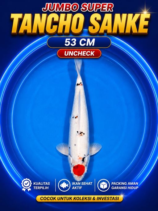 Lelang Koi Online, Jual Beli Ikan Koi, Pusat Jual Beli Koi, Info Lelang Koi Hari Ini, Platform Jual Beli Koi, Jual Beli Ikan Koi Online, Marketplace Ikan Koi, Jual Koi Terbaik, Tempat Beli Koi Berkualitas, Pasar Ikan Koi Online Terpercaya, Penjual Ikan Koi Terpercaya, Beli Koi Hias Online, Ikan Koi untuk Dijual, Koi Kualitas Terbaik, Toko Online Ikan Koi, Koi Hias Untuk Dijual, Jual Beli Ikan Koi Lokal, Koi Indonesia Online, Pusat Jual Beli Koi Terbesar