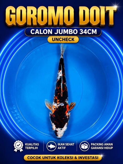 Lelang Koi Online, Jual Beli Ikan Koi, Pusat Jual Beli Koi, Info Lelang Koi Hari Ini, Platform Jual Beli Koi, Jual Beli Ikan Koi Online, Marketplace Ikan Koi, Jual Koi Terbaik, Tempat Beli Koi Berkualitas, Pasar Ikan Koi Online Terpercaya, Penjual Ikan Koi Terpercaya, Beli Koi Hias Online, Ikan Koi untuk Dijual, Koi Kualitas Terbaik, Toko Online Ikan Koi, Koi Hias Untuk Dijual, Jual Beli Ikan Koi Lokal, Koi Indonesia Online, Pusat Jual Beli Koi Terbesar