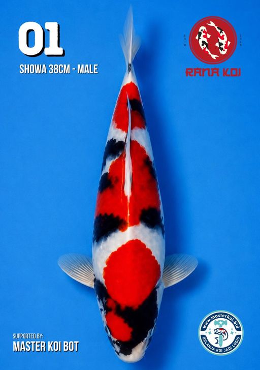 Lelang Koi Online, Jual Beli Ikan Koi, Pusat Jual Beli Koi, Info Lelang Koi Hari Ini, Platform Jual Beli Koi, Jual Beli Ikan Koi Online, Marketplace Ikan Koi, Jual Koi Terbaik, Tempat Beli Koi Berkualitas, Pasar Ikan Koi Online Terpercaya, Penjual Ikan Koi Terpercaya, Beli Koi Hias Online, Ikan Koi untuk Dijual, Koi Kualitas Terbaik, Toko Online Ikan Koi, Koi Hias Untuk Dijual, Jual Beli Ikan Koi Lokal, Koi Indonesia Online, Pusat Jual Beli Koi Terbesar