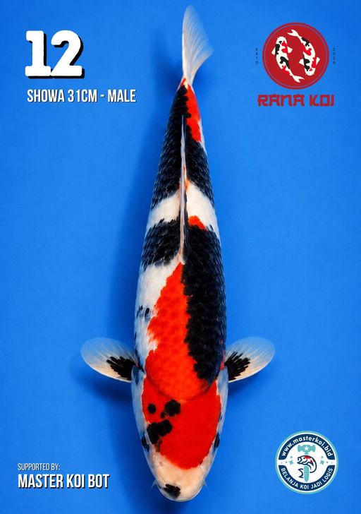 Lelang Koi Online, Jual Beli Ikan Koi, Pusat Jual Beli Koi, Info Lelang Koi Hari Ini, Platform Jual Beli Koi, Jual Beli Ikan Koi Online, Marketplace Ikan Koi, Jual Koi Terbaik, Tempat Beli Koi Berkualitas, Pasar Ikan Koi Online Terpercaya, Penjual Ikan Koi Terpercaya, Beli Koi Hias Online, Ikan Koi untuk Dijual, Koi Kualitas Terbaik, Toko Online Ikan Koi, Koi Hias Untuk Dijual, Jual Beli Ikan Koi Lokal, Koi Indonesia Online, Pusat Jual Beli Koi Terbesar