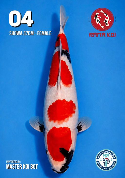 Lelang Koi Online, Jual Beli Ikan Koi, Pusat Jual Beli Koi, Info Lelang Koi Hari Ini, Platform Jual Beli Koi, Jual Beli Ikan Koi Online, Marketplace Ikan Koi, Jual Koi Terbaik, Tempat Beli Koi Berkualitas, Pasar Ikan Koi Online Terpercaya, Penjual Ikan Koi Terpercaya, Beli Koi Hias Online, Ikan Koi untuk Dijual, Koi Kualitas Terbaik, Toko Online Ikan Koi, Koi Hias Untuk Dijual, Jual Beli Ikan Koi Lokal, Koi Indonesia Online, Pusat Jual Beli Koi Terbesar