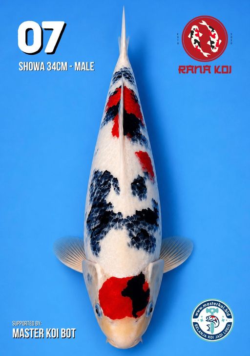 Lelang Koi Online, Jual Beli Ikan Koi, Pusat Jual Beli Koi, Info Lelang Koi Hari Ini, Platform Jual Beli Koi, Jual Beli Ikan Koi Online, Marketplace Ikan Koi, Jual Koi Terbaik, Tempat Beli Koi Berkualitas, Pasar Ikan Koi Online Terpercaya, Penjual Ikan Koi Terpercaya, Beli Koi Hias Online, Ikan Koi untuk Dijual, Koi Kualitas Terbaik, Toko Online Ikan Koi, Koi Hias Untuk Dijual, Jual Beli Ikan Koi Lokal, Koi Indonesia Online, Pusat Jual Beli Koi Terbesar