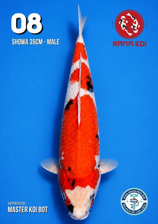 Lelang Koi Online, Jual Beli Ikan Koi, Pusat Jual Beli Koi, Info Lelang Koi Hari Ini, Platform Jual Beli Koi, Jual Beli Ikan Koi Online, Marketplace Ikan Koi, Jual Koi Terbaik, Tempat Beli Koi Berkualitas, Pasar Ikan Koi Online Terpercaya, Penjual Ikan Koi Terpercaya, Beli Koi Hias Online, Ikan Koi untuk Dijual, Koi Kualitas Terbaik, Toko Online Ikan Koi, Koi Hias Untuk Dijual, Jual Beli Ikan Koi Lokal, Koi Indonesia Online, Pusat Jual Beli Koi Terbesar