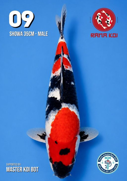 Lelang Koi Online, Jual Beli Ikan Koi, Pusat Jual Beli Koi, Info Lelang Koi Hari Ini, Platform Jual Beli Koi, Jual Beli Ikan Koi Online, Marketplace Ikan Koi, Jual Koi Terbaik, Tempat Beli Koi Berkualitas, Pasar Ikan Koi Online Terpercaya, Penjual Ikan Koi Terpercaya, Beli Koi Hias Online, Ikan Koi untuk Dijual, Koi Kualitas Terbaik, Toko Online Ikan Koi, Koi Hias Untuk Dijual, Jual Beli Ikan Koi Lokal, Koi Indonesia Online, Pusat Jual Beli Koi Terbesar