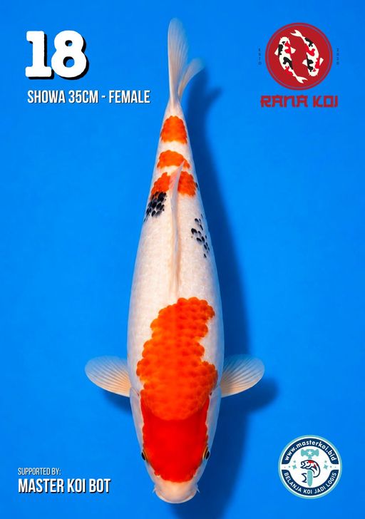 Lelang Koi Online, Jual Beli Ikan Koi, Pusat Jual Beli Koi, Info Lelang Koi Hari Ini, Platform Jual Beli Koi, Jual Beli Ikan Koi Online, Marketplace Ikan Koi, Jual Koi Terbaik, Tempat Beli Koi Berkualitas, Pasar Ikan Koi Online Terpercaya, Penjual Ikan Koi Terpercaya, Beli Koi Hias Online, Ikan Koi untuk Dijual, Koi Kualitas Terbaik, Toko Online Ikan Koi, Koi Hias Untuk Dijual, Jual Beli Ikan Koi Lokal, Koi Indonesia Online, Pusat Jual Beli Koi Terbesar