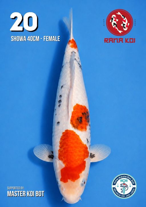 Lelang Koi Online, Jual Beli Ikan Koi, Pusat Jual Beli Koi, Info Lelang Koi Hari Ini, Platform Jual Beli Koi, Jual Beli Ikan Koi Online, Marketplace Ikan Koi, Jual Koi Terbaik, Tempat Beli Koi Berkualitas, Pasar Ikan Koi Online Terpercaya, Penjual Ikan Koi Terpercaya, Beli Koi Hias Online, Ikan Koi untuk Dijual, Koi Kualitas Terbaik, Toko Online Ikan Koi, Koi Hias Untuk Dijual, Jual Beli Ikan Koi Lokal, Koi Indonesia Online, Pusat Jual Beli Koi Terbesar