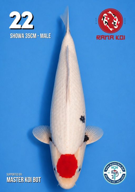 Lelang Koi Online, Jual Beli Ikan Koi, Pusat Jual Beli Koi, Info Lelang Koi Hari Ini, Platform Jual Beli Koi, Jual Beli Ikan Koi Online, Marketplace Ikan Koi, Jual Koi Terbaik, Tempat Beli Koi Berkualitas, Pasar Ikan Koi Online Terpercaya, Penjual Ikan Koi Terpercaya, Beli Koi Hias Online, Ikan Koi untuk Dijual, Koi Kualitas Terbaik, Toko Online Ikan Koi, Koi Hias Untuk Dijual, Jual Beli Ikan Koi Lokal, Koi Indonesia Online, Pusat Jual Beli Koi Terbesar