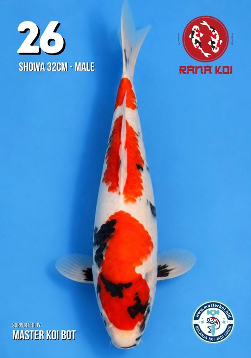Lelang Koi Online, Jual Beli Ikan Koi, Pusat Jual Beli Koi, Info Lelang Koi Hari Ini, Platform Jual Beli Koi, Jual Beli Ikan Koi Online, Marketplace Ikan Koi, Jual Koi Terbaik, Tempat Beli Koi Berkualitas, Pasar Ikan Koi Online Terpercaya, Penjual Ikan Koi Terpercaya, Beli Koi Hias Online, Ikan Koi untuk Dijual, Koi Kualitas Terbaik, Toko Online Ikan Koi, Koi Hias Untuk Dijual, Jual Beli Ikan Koi Lokal, Koi Indonesia Online, Pusat Jual Beli Koi Terbesar