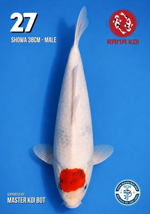 Lelang Koi Online, Jual Beli Ikan Koi, Pusat Jual Beli Koi, Info Lelang Koi Hari Ini, Platform Jual Beli Koi, Jual Beli Ikan Koi Online, Marketplace Ikan Koi, Jual Koi Terbaik, Tempat Beli Koi Berkualitas, Pasar Ikan Koi Online Terpercaya, Penjual Ikan Koi Terpercaya, Beli Koi Hias Online, Ikan Koi untuk Dijual, Koi Kualitas Terbaik, Toko Online Ikan Koi, Koi Hias Untuk Dijual, Jual Beli Ikan Koi Lokal, Koi Indonesia Online, Pusat Jual Beli Koi Terbesar