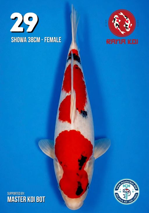 Lelang Koi Online, Jual Beli Ikan Koi, Pusat Jual Beli Koi, Info Lelang Koi Hari Ini, Platform Jual Beli Koi, Jual Beli Ikan Koi Online, Marketplace Ikan Koi, Jual Koi Terbaik, Tempat Beli Koi Berkualitas, Pasar Ikan Koi Online Terpercaya, Penjual Ikan Koi Terpercaya, Beli Koi Hias Online, Ikan Koi untuk Dijual, Koi Kualitas Terbaik, Toko Online Ikan Koi, Koi Hias Untuk Dijual, Jual Beli Ikan Koi Lokal, Koi Indonesia Online, Pusat Jual Beli Koi Terbesar