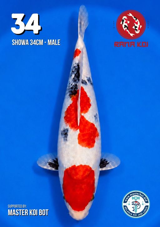 Lelang Koi Online, Jual Beli Ikan Koi, Pusat Jual Beli Koi, Info Lelang Koi Hari Ini, Platform Jual Beli Koi, Jual Beli Ikan Koi Online, Marketplace Ikan Koi, Jual Koi Terbaik, Tempat Beli Koi Berkualitas, Pasar Ikan Koi Online Terpercaya, Penjual Ikan Koi Terpercaya, Beli Koi Hias Online, Ikan Koi untuk Dijual, Koi Kualitas Terbaik, Toko Online Ikan Koi, Koi Hias Untuk Dijual, Jual Beli Ikan Koi Lokal, Koi Indonesia Online, Pusat Jual Beli Koi Terbesar