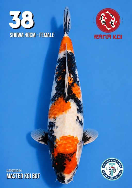 Lelang Koi Online, Jual Beli Ikan Koi, Pusat Jual Beli Koi, Info Lelang Koi Hari Ini, Platform Jual Beli Koi, Jual Beli Ikan Koi Online, Marketplace Ikan Koi, Jual Koi Terbaik, Tempat Beli Koi Berkualitas, Pasar Ikan Koi Online Terpercaya, Penjual Ikan Koi Terpercaya, Beli Koi Hias Online, Ikan Koi untuk Dijual, Koi Kualitas Terbaik, Toko Online Ikan Koi, Koi Hias Untuk Dijual, Jual Beli Ikan Koi Lokal, Koi Indonesia Online, Pusat Jual Beli Koi Terbesar