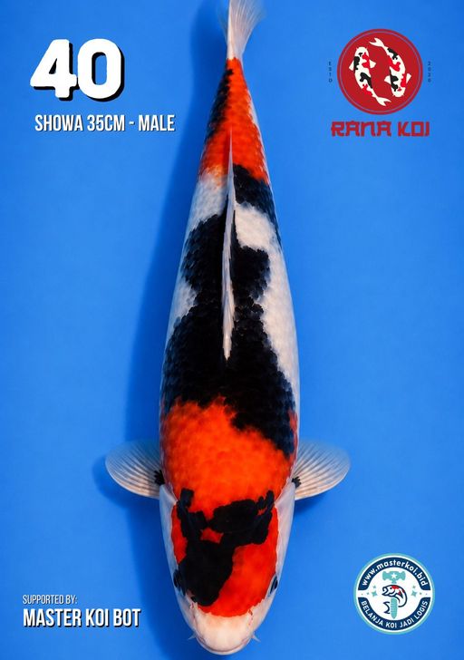 Lelang Koi Online, Jual Beli Ikan Koi, Pusat Jual Beli Koi, Info Lelang Koi Hari Ini, Platform Jual Beli Koi, Jual Beli Ikan Koi Online, Marketplace Ikan Koi, Jual Koi Terbaik, Tempat Beli Koi Berkualitas, Pasar Ikan Koi Online Terpercaya, Penjual Ikan Koi Terpercaya, Beli Koi Hias Online, Ikan Koi untuk Dijual, Koi Kualitas Terbaik, Toko Online Ikan Koi, Koi Hias Untuk Dijual, Jual Beli Ikan Koi Lokal, Koi Indonesia Online, Pusat Jual Beli Koi Terbesar