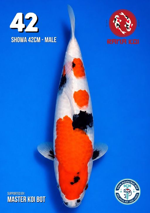 Lelang Koi Online, Jual Beli Ikan Koi, Pusat Jual Beli Koi, Info Lelang Koi Hari Ini, Platform Jual Beli Koi, Jual Beli Ikan Koi Online, Marketplace Ikan Koi, Jual Koi Terbaik, Tempat Beli Koi Berkualitas, Pasar Ikan Koi Online Terpercaya, Penjual Ikan Koi Terpercaya, Beli Koi Hias Online, Ikan Koi untuk Dijual, Koi Kualitas Terbaik, Toko Online Ikan Koi, Koi Hias Untuk Dijual, Jual Beli Ikan Koi Lokal, Koi Indonesia Online, Pusat Jual Beli Koi Terbesar