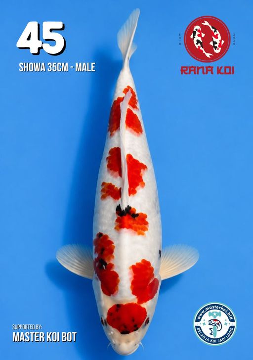Lelang Koi Online, Jual Beli Ikan Koi, Pusat Jual Beli Koi, Info Lelang Koi Hari Ini, Platform Jual Beli Koi, Jual Beli Ikan Koi Online, Marketplace Ikan Koi, Jual Koi Terbaik, Tempat Beli Koi Berkualitas, Pasar Ikan Koi Online Terpercaya, Penjual Ikan Koi Terpercaya, Beli Koi Hias Online, Ikan Koi untuk Dijual, Koi Kualitas Terbaik, Toko Online Ikan Koi, Koi Hias Untuk Dijual, Jual Beli Ikan Koi Lokal, Koi Indonesia Online, Pusat Jual Beli Koi Terbesar