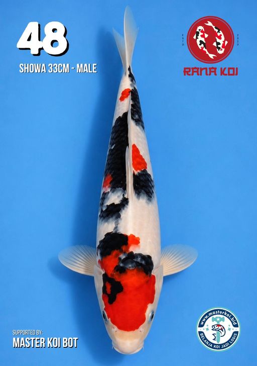Lelang Koi Online, Jual Beli Ikan Koi, Pusat Jual Beli Koi, Info Lelang Koi Hari Ini, Platform Jual Beli Koi, Jual Beli Ikan Koi Online, Marketplace Ikan Koi, Jual Koi Terbaik, Tempat Beli Koi Berkualitas, Pasar Ikan Koi Online Terpercaya, Penjual Ikan Koi Terpercaya, Beli Koi Hias Online, Ikan Koi untuk Dijual, Koi Kualitas Terbaik, Toko Online Ikan Koi, Koi Hias Untuk Dijual, Jual Beli Ikan Koi Lokal, Koi Indonesia Online, Pusat Jual Beli Koi Terbesar