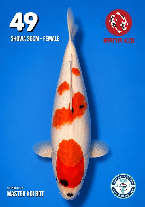 Lelang Koi Online, Jual Beli Ikan Koi, Pusat Jual Beli Koi, Info Lelang Koi Hari Ini, Platform Jual Beli Koi, Jual Beli Ikan Koi Online, Marketplace Ikan Koi, Jual Koi Terbaik, Tempat Beli Koi Berkualitas, Pasar Ikan Koi Online Terpercaya, Penjual Ikan Koi Terpercaya, Beli Koi Hias Online, Ikan Koi untuk Dijual, Koi Kualitas Terbaik, Toko Online Ikan Koi, Koi Hias Untuk Dijual, Jual Beli Ikan Koi Lokal, Koi Indonesia Online, Pusat Jual Beli Koi Terbesar