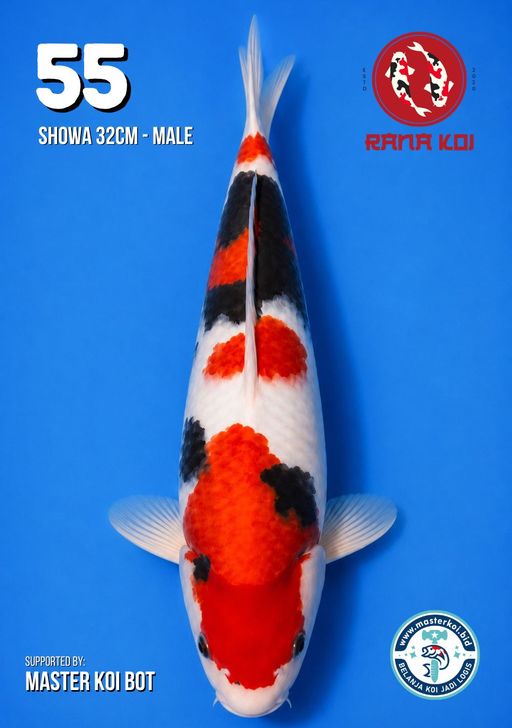 Lelang Koi Online, Jual Beli Ikan Koi, Pusat Jual Beli Koi, Info Lelang Koi Hari Ini, Platform Jual Beli Koi, Jual Beli Ikan Koi Online, Marketplace Ikan Koi, Jual Koi Terbaik, Tempat Beli Koi Berkualitas, Pasar Ikan Koi Online Terpercaya, Penjual Ikan Koi Terpercaya, Beli Koi Hias Online, Ikan Koi untuk Dijual, Koi Kualitas Terbaik, Toko Online Ikan Koi, Koi Hias Untuk Dijual, Jual Beli Ikan Koi Lokal, Koi Indonesia Online, Pusat Jual Beli Koi Terbesar