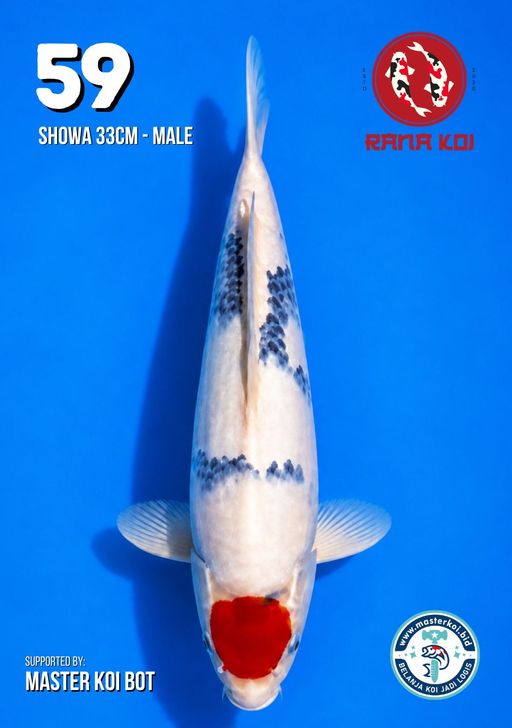 Lelang Koi Online, Jual Beli Ikan Koi, Pusat Jual Beli Koi, Info Lelang Koi Hari Ini, Platform Jual Beli Koi, Jual Beli Ikan Koi Online, Marketplace Ikan Koi, Jual Koi Terbaik, Tempat Beli Koi Berkualitas, Pasar Ikan Koi Online Terpercaya, Penjual Ikan Koi Terpercaya, Beli Koi Hias Online, Ikan Koi untuk Dijual, Koi Kualitas Terbaik, Toko Online Ikan Koi, Koi Hias Untuk Dijual, Jual Beli Ikan Koi Lokal, Koi Indonesia Online, Pusat Jual Beli Koi Terbesar