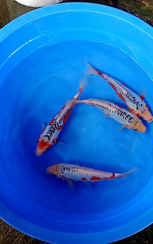 Lelang Koi Online, Jual Beli Ikan Koi, Pusat Jual Beli Koi, Info Lelang Koi Hari Ini, Platform Jual Beli Koi, Jual Beli Ikan Koi Online, Marketplace Ikan Koi, Jual Koi Terbaik, Tempat Beli Koi Berkualitas, Pasar Ikan Koi Online Terpercaya, Penjual Ikan Koi Terpercaya, Beli Koi Hias Online, Ikan Koi untuk Dijual, Koi Kualitas Terbaik, Toko Online Ikan Koi, Koi Hias Untuk Dijual, Jual Beli Ikan Koi Lokal, Koi Indonesia Online, Pusat Jual Beli Koi Terbesar