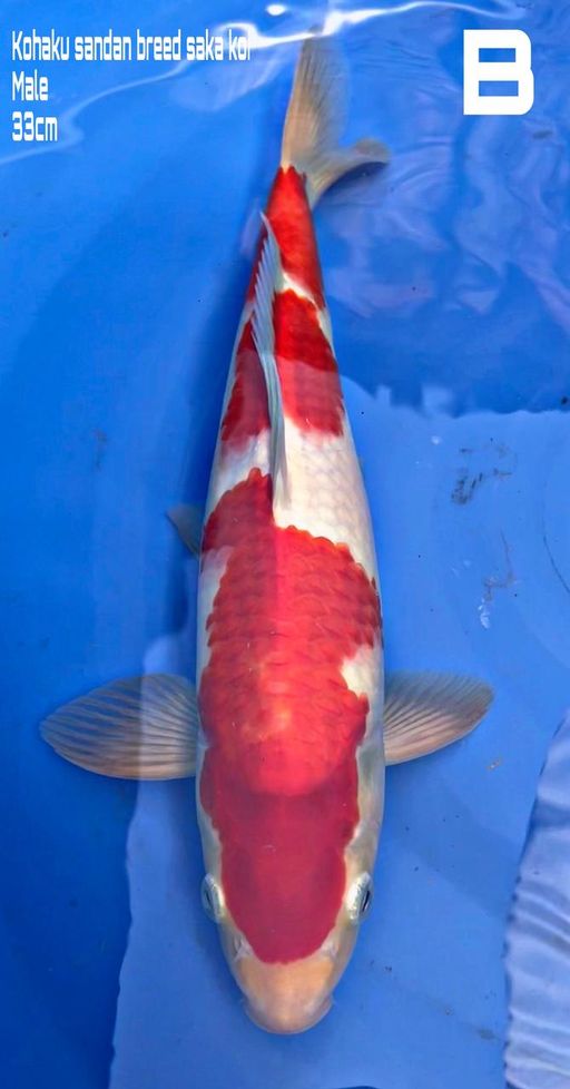 Lelang Koi Online, Jual Beli Ikan Koi, Pusat Jual Beli Koi, Info Lelang Koi Hari Ini, Platform Jual Beli Koi, Jual Beli Ikan Koi Online, Marketplace Ikan Koi, Jual Koi Terbaik, Tempat Beli Koi Berkualitas, Pasar Ikan Koi Online Terpercaya, Penjual Ikan Koi Terpercaya, Beli Koi Hias Online, Ikan Koi untuk Dijual, Koi Kualitas Terbaik, Toko Online Ikan Koi, Koi Hias Untuk Dijual, Jual Beli Ikan Koi Lokal, Koi Indonesia Online, Pusat Jual Beli Koi Terbesar