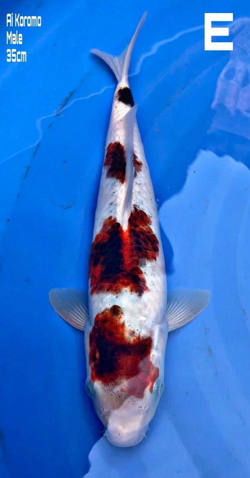 Lelang Koi Online, Jual Beli Ikan Koi, Pusat Jual Beli Koi, Info Lelang Koi Hari Ini, Platform Jual Beli Koi, Jual Beli Ikan Koi Online, Marketplace Ikan Koi, Jual Koi Terbaik, Tempat Beli Koi Berkualitas, Pasar Ikan Koi Online Terpercaya, Penjual Ikan Koi Terpercaya, Beli Koi Hias Online, Ikan Koi untuk Dijual, Koi Kualitas Terbaik, Toko Online Ikan Koi, Koi Hias Untuk Dijual, Jual Beli Ikan Koi Lokal, Koi Indonesia Online, Pusat Jual Beli Koi Terbesar