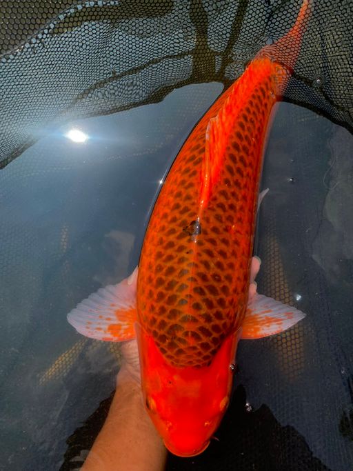 Lelang Koi Online, Jual Beli Ikan Koi, Pusat Jual Beli Koi, Info Lelang Koi Hari Ini, Platform Jual Beli Koi, Jual Beli Ikan Koi Online, Marketplace Ikan Koi, Jual Koi Terbaik, Tempat Beli Koi Berkualitas, Pasar Ikan Koi Online Terpercaya, Penjual Ikan Koi Terpercaya, Beli Koi Hias Online, Ikan Koi untuk Dijual, Koi Kualitas Terbaik, Toko Online Ikan Koi, Koi Hias Untuk Dijual, Jual Beli Ikan Koi Lokal, Koi Indonesia Online, Pusat Jual Beli Koi Terbesar