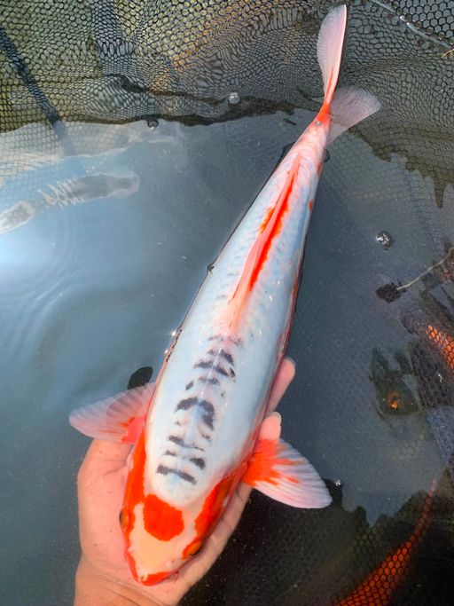 Lelang Koi Online, Jual Beli Ikan Koi, Pusat Jual Beli Koi, Info Lelang Koi Hari Ini, Platform Jual Beli Koi, Jual Beli Ikan Koi Online, Marketplace Ikan Koi, Jual Koi Terbaik, Tempat Beli Koi Berkualitas, Pasar Ikan Koi Online Terpercaya, Penjual Ikan Koi Terpercaya, Beli Koi Hias Online, Ikan Koi untuk Dijual, Koi Kualitas Terbaik, Toko Online Ikan Koi, Koi Hias Untuk Dijual, Jual Beli Ikan Koi Lokal, Koi Indonesia Online, Pusat Jual Beli Koi Terbesar