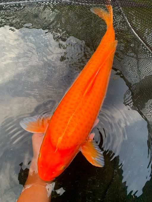 Lelang Koi Online, Jual Beli Ikan Koi, Pusat Jual Beli Koi, Info Lelang Koi Hari Ini, Platform Jual Beli Koi, Jual Beli Ikan Koi Online, Marketplace Ikan Koi, Jual Koi Terbaik, Tempat Beli Koi Berkualitas, Pasar Ikan Koi Online Terpercaya, Penjual Ikan Koi Terpercaya, Beli Koi Hias Online, Ikan Koi untuk Dijual, Koi Kualitas Terbaik, Toko Online Ikan Koi, Koi Hias Untuk Dijual, Jual Beli Ikan Koi Lokal, Koi Indonesia Online, Pusat Jual Beli Koi Terbesar
