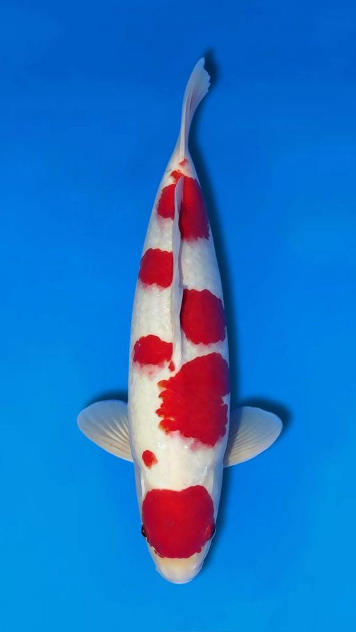 Lelang Koi Online, Jual Beli Ikan Koi, Pusat Jual Beli Koi, Info Lelang Koi Hari Ini, Platform Jual Beli Koi, Jual Beli Ikan Koi Online, Marketplace Ikan Koi, Jual Koi Terbaik, Tempat Beli Koi Berkualitas, Pasar Ikan Koi Online Terpercaya, Penjual Ikan Koi Terpercaya, Beli Koi Hias Online, Ikan Koi untuk Dijual, Koi Kualitas Terbaik, Toko Online Ikan Koi, Koi Hias Untuk Dijual, Jual Beli Ikan Koi Lokal, Koi Indonesia Online, Pusat Jual Beli Koi Terbesar