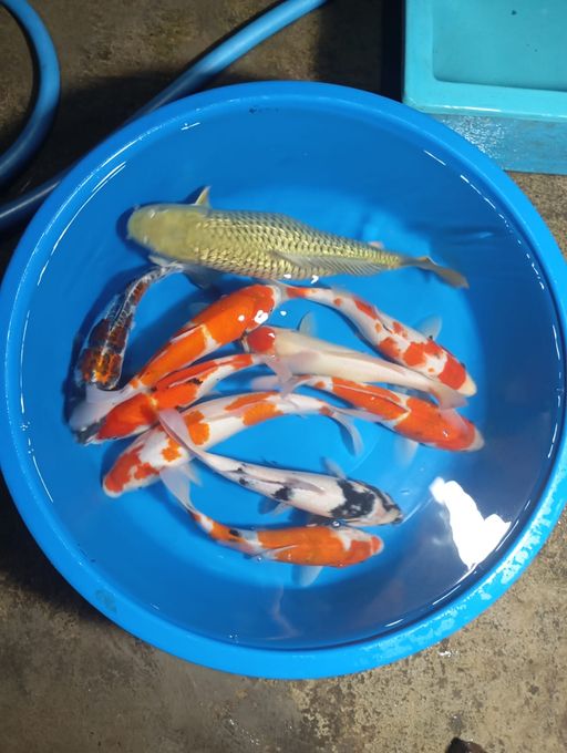 Lelang Koi Online, Jual Beli Ikan Koi, Pusat Jual Beli Koi, Info Lelang Koi Hari Ini, Platform Jual Beli Koi, Jual Beli Ikan Koi Online, Marketplace Ikan Koi, Jual Koi Terbaik, Tempat Beli Koi Berkualitas, Pasar Ikan Koi Online Terpercaya, Penjual Ikan Koi Terpercaya, Beli Koi Hias Online, Ikan Koi untuk Dijual, Koi Kualitas Terbaik, Toko Online Ikan Koi, Koi Hias Untuk Dijual, Jual Beli Ikan Koi Lokal, Koi Indonesia Online, Pusat Jual Beli Koi Terbesar