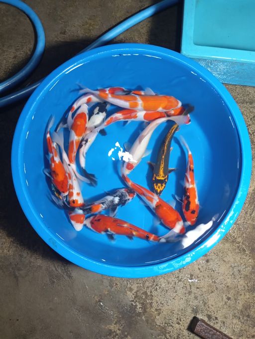 Lelang Koi Online, Jual Beli Ikan Koi, Pusat Jual Beli Koi, Info Lelang Koi Hari Ini, Platform Jual Beli Koi, Jual Beli Ikan Koi Online, Marketplace Ikan Koi, Jual Koi Terbaik, Tempat Beli Koi Berkualitas, Pasar Ikan Koi Online Terpercaya, Penjual Ikan Koi Terpercaya, Beli Koi Hias Online, Ikan Koi untuk Dijual, Koi Kualitas Terbaik, Toko Online Ikan Koi, Koi Hias Untuk Dijual, Jual Beli Ikan Koi Lokal, Koi Indonesia Online, Pusat Jual Beli Koi Terbesar