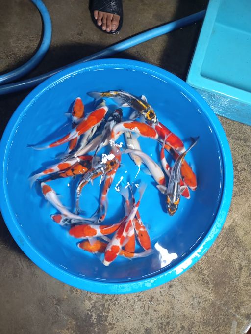 Lelang Koi Online, Jual Beli Ikan Koi, Pusat Jual Beli Koi, Info Lelang Koi Hari Ini, Platform Jual Beli Koi, Jual Beli Ikan Koi Online, Marketplace Ikan Koi, Jual Koi Terbaik, Tempat Beli Koi Berkualitas, Pasar Ikan Koi Online Terpercaya, Penjual Ikan Koi Terpercaya, Beli Koi Hias Online, Ikan Koi untuk Dijual, Koi Kualitas Terbaik, Toko Online Ikan Koi, Koi Hias Untuk Dijual, Jual Beli Ikan Koi Lokal, Koi Indonesia Online, Pusat Jual Beli Koi Terbesar