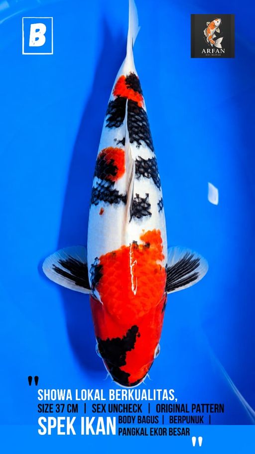 Lelang Koi Online, Jual Beli Ikan Koi, Pusat Jual Beli Koi, Info Lelang Koi Hari Ini, Platform Jual Beli Koi, Jual Beli Ikan Koi Online, Marketplace Ikan Koi, Jual Koi Terbaik, Tempat Beli Koi Berkualitas, Pasar Ikan Koi Online Terpercaya, Penjual Ikan Koi Terpercaya, Beli Koi Hias Online, Ikan Koi untuk Dijual, Koi Kualitas Terbaik, Toko Online Ikan Koi, Koi Hias Untuk Dijual, Jual Beli Ikan Koi Lokal, Koi Indonesia Online, Pusat Jual Beli Koi Terbesar