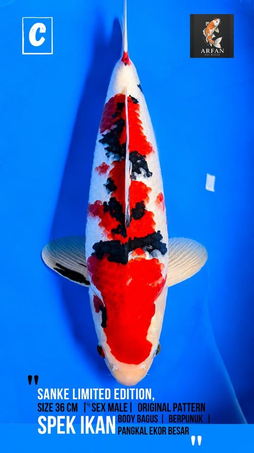 Lelang Koi Online, Jual Beli Ikan Koi, Pusat Jual Beli Koi, Info Lelang Koi Hari Ini, Platform Jual Beli Koi, Jual Beli Ikan Koi Online, Marketplace Ikan Koi, Jual Koi Terbaik, Tempat Beli Koi Berkualitas, Pasar Ikan Koi Online Terpercaya, Penjual Ikan Koi Terpercaya, Beli Koi Hias Online, Ikan Koi untuk Dijual, Koi Kualitas Terbaik, Toko Online Ikan Koi, Koi Hias Untuk Dijual, Jual Beli Ikan Koi Lokal, Koi Indonesia Online, Pusat Jual Beli Koi Terbesar