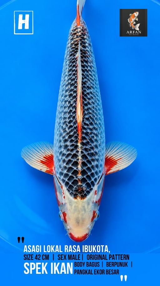 Lelang Koi Online, Jual Beli Ikan Koi, Pusat Jual Beli Koi, Info Lelang Koi Hari Ini, Platform Jual Beli Koi, Jual Beli Ikan Koi Online, Marketplace Ikan Koi, Jual Koi Terbaik, Tempat Beli Koi Berkualitas, Pasar Ikan Koi Online Terpercaya, Penjual Ikan Koi Terpercaya, Beli Koi Hias Online, Ikan Koi untuk Dijual, Koi Kualitas Terbaik, Toko Online Ikan Koi, Koi Hias Untuk Dijual, Jual Beli Ikan Koi Lokal, Koi Indonesia Online, Pusat Jual Beli Koi Terbesar