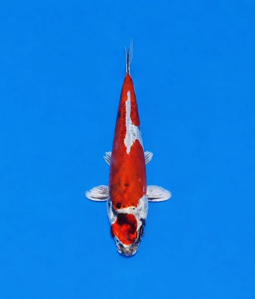 Lelang Koi Online, Jual Beli Ikan Koi, Pusat Jual Beli Koi, Info Lelang Koi Hari Ini, Platform Jual Beli Koi, Jual Beli Ikan Koi Online, Marketplace Ikan Koi, Jual Koi Terbaik, Tempat Beli Koi Berkualitas, Pasar Ikan Koi Online Terpercaya, Penjual Ikan Koi Terpercaya, Beli Koi Hias Online, Ikan Koi untuk Dijual, Koi Kualitas Terbaik, Toko Online Ikan Koi, Koi Hias Untuk Dijual, Jual Beli Ikan Koi Lokal, Koi Indonesia Online, Pusat Jual Beli Koi Terbesar