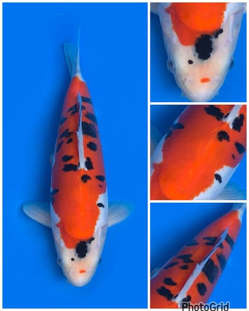 Lelang Koi Online, Jual Beli Ikan Koi, Pusat Jual Beli Koi, Info Lelang Koi Hari Ini, Platform Jual Beli Koi, Jual Beli Ikan Koi Online, Marketplace Ikan Koi, Jual Koi Terbaik, Tempat Beli Koi Berkualitas, Pasar Ikan Koi Online Terpercaya, Penjual Ikan Koi Terpercaya, Beli Koi Hias Online, Ikan Koi untuk Dijual, Koi Kualitas Terbaik, Toko Online Ikan Koi, Koi Hias Untuk Dijual, Jual Beli Ikan Koi Lokal, Koi Indonesia Online, Pusat Jual Beli Koi Terbesar