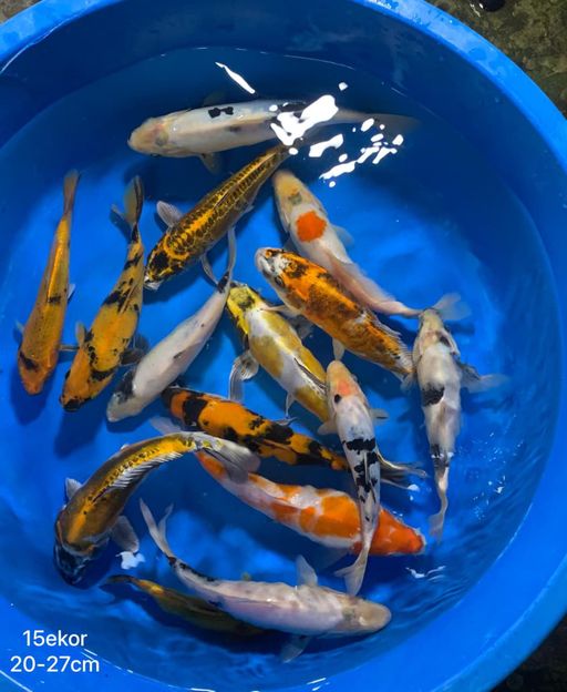 Lelang Koi Online, Jual Beli Ikan Koi, Pusat Jual Beli Koi, Info Lelang Koi Hari Ini, Platform Jual Beli Koi, Jual Beli Ikan Koi Online, Marketplace Ikan Koi, Jual Koi Terbaik, Tempat Beli Koi Berkualitas, Pasar Ikan Koi Online Terpercaya, Penjual Ikan Koi Terpercaya, Beli Koi Hias Online, Ikan Koi untuk Dijual, Koi Kualitas Terbaik, Toko Online Ikan Koi, Koi Hias Untuk Dijual, Jual Beli Ikan Koi Lokal, Koi Indonesia Online, Pusat Jual Beli Koi Terbesar