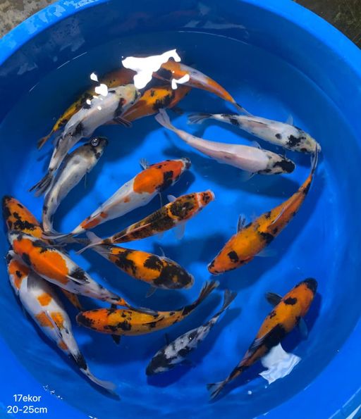 Lelang Koi Online, Jual Beli Ikan Koi, Pusat Jual Beli Koi, Info Lelang Koi Hari Ini, Platform Jual Beli Koi, Jual Beli Ikan Koi Online, Marketplace Ikan Koi, Jual Koi Terbaik, Tempat Beli Koi Berkualitas, Pasar Ikan Koi Online Terpercaya, Penjual Ikan Koi Terpercaya, Beli Koi Hias Online, Ikan Koi untuk Dijual, Koi Kualitas Terbaik, Toko Online Ikan Koi, Koi Hias Untuk Dijual, Jual Beli Ikan Koi Lokal, Koi Indonesia Online, Pusat Jual Beli Koi Terbesar