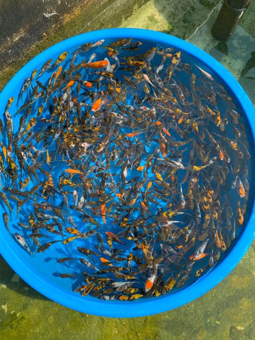 Lelang Koi Online, Jual Beli Ikan Koi, Pusat Jual Beli Koi, Info Lelang Koi Hari Ini, Platform Jual Beli Koi, Jual Beli Ikan Koi Online, Marketplace Ikan Koi, Jual Koi Terbaik, Tempat Beli Koi Berkualitas, Pasar Ikan Koi Online Terpercaya, Penjual Ikan Koi Terpercaya, Beli Koi Hias Online, Ikan Koi untuk Dijual, Koi Kualitas Terbaik, Toko Online Ikan Koi, Koi Hias Untuk Dijual, Jual Beli Ikan Koi Lokal, Koi Indonesia Online, Pusat Jual Beli Koi Terbesar