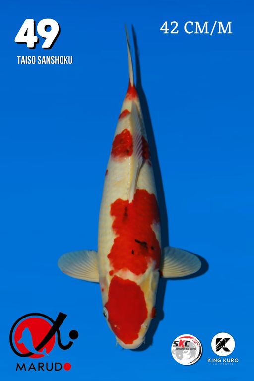Lelang Koi Online, Jual Beli Ikan Koi, Pusat Jual Beli Koi, Info Lelang Koi Hari Ini, Platform Jual Beli Koi, Jual Beli Ikan Koi Online, Marketplace Ikan Koi, Jual Koi Terbaik, Tempat Beli Koi Berkualitas, Pasar Ikan Koi Online Terpercaya, Penjual Ikan Koi Terpercaya, Beli Koi Hias Online, Ikan Koi untuk Dijual, Koi Kualitas Terbaik, Toko Online Ikan Koi, Koi Hias Untuk Dijual, Jual Beli Ikan Koi Lokal, Koi Indonesia Online, Pusat Jual Beli Koi Terbesar
