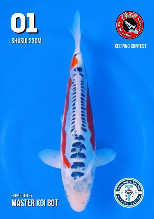 Lelang Koi Online, Jual Beli Ikan Koi, Pusat Jual Beli Koi, Info Lelang Koi Hari Ini, Platform Jual Beli Koi, Jual Beli Ikan Koi Online, Marketplace Ikan Koi, Jual Koi Terbaik, Tempat Beli Koi Berkualitas, Pasar Ikan Koi Online Terpercaya, Penjual Ikan Koi Terpercaya, Beli Koi Hias Online, Ikan Koi untuk Dijual, Koi Kualitas Terbaik, Toko Online Ikan Koi, Koi Hias Untuk Dijual, Jual Beli Ikan Koi Lokal, Koi Indonesia Online, Pusat Jual Beli Koi Terbesar