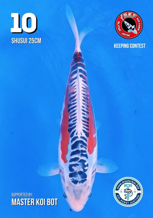 Lelang Koi Online, Jual Beli Ikan Koi, Pusat Jual Beli Koi, Info Lelang Koi Hari Ini, Platform Jual Beli Koi, Jual Beli Ikan Koi Online, Marketplace Ikan Koi, Jual Koi Terbaik, Tempat Beli Koi Berkualitas, Pasar Ikan Koi Online Terpercaya, Penjual Ikan Koi Terpercaya, Beli Koi Hias Online, Ikan Koi untuk Dijual, Koi Kualitas Terbaik, Toko Online Ikan Koi, Koi Hias Untuk Dijual, Jual Beli Ikan Koi Lokal, Koi Indonesia Online, Pusat Jual Beli Koi Terbesar